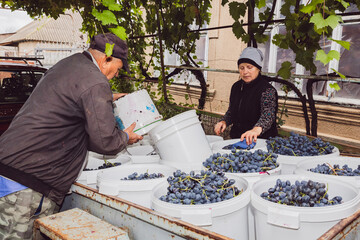 A handsome Caucasian senior couple loads buckets of harvested grapes into a trailer in the yard.