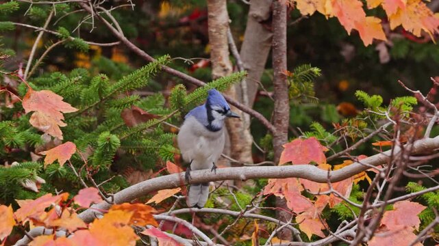 Canadian Wildlife Blue Jay Sitting On Autumn Maple Branch. Colorful Fall Scene With A Blue Jay Resting On A Branch Surrounded By Red And Gold Leaves In Nova Scotia Forest. Canada, Nova Scotia.