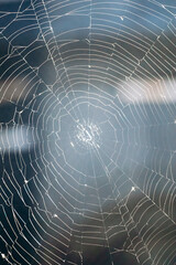 Close-up view of spider web glistening in sunlight in Montreal, Quebec