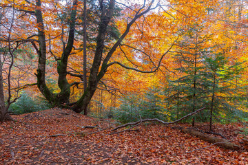 Autumn forest along hiking trail to Parashka Mountain near Skole town in Lviv region, Ukraine