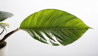 Known As The Chameleon Plant Plu Kaow Shows Green Leaves With A White Background