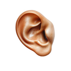 human ear isolated on a transparent background, cutout