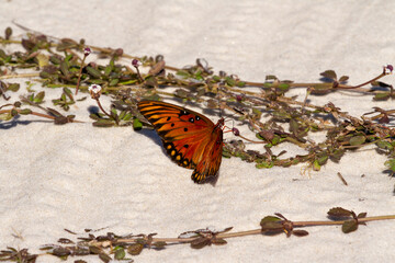 Gulf Futilitary on the beach