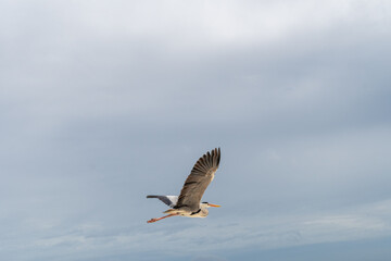 heron on the beach in the Maldive