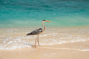 heron on the beach in the Maldive