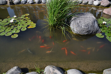 Garden pond with ornamental domesticated fish
