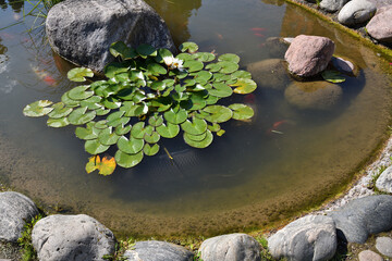Garden pond with ornamental domesticated fish