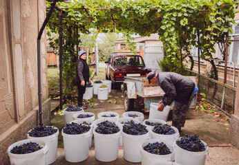 A senior man loads bins of grapes into a trailer in the courtyard.