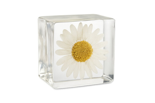 Daisy flower preserved inside transparent ice cube - Powered by Adobe