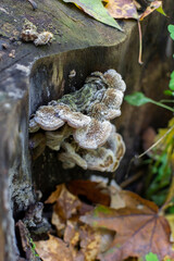 Beautiful fruit body of Auricularia mesenterica on rotten stump, hairy fluffy mushroom, tripe fungus, selective focus