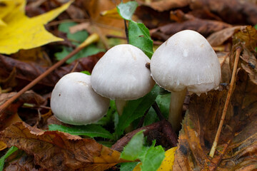 Family of three white mushrooms in fallen autumn leaves, Leucoagaricus leucothites, selective focus
