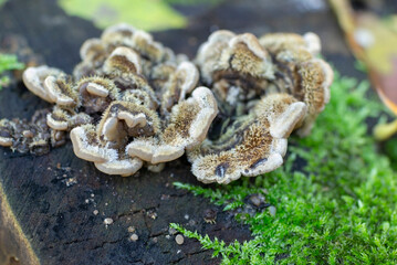 Beautiful fruit body of Auricularia mesenterica on rotten stump with moss, tripe fungus, hairy fluffy mushroom, selective focus