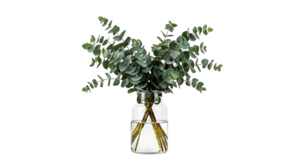 Minimalist floral arrangement of fresh silver dollar eucalyptus branches in a clear glass vase against a pure white background