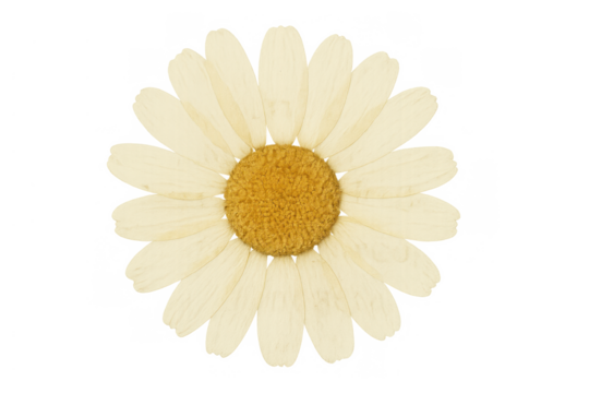 Dried daisy flower with pressed petals, herbarium botanical element on transparent background, vintage floral decoration