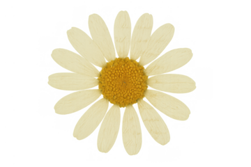 Dried white daisy flower with yellow center, detailed botanical element on transparent background for design projects
