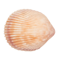 sea shell isolated on white background