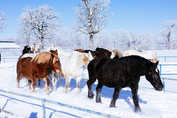 冬に走る馬の群れ
