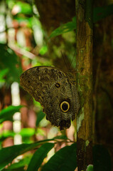 Owl Butterfly Eye Spots in Amazon Rainforest