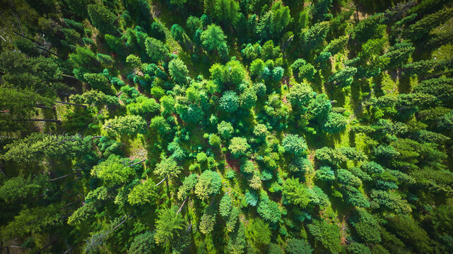 Aerial Lush Evergreen Forest Sunlit Tree Canopy Patterns Wyoming