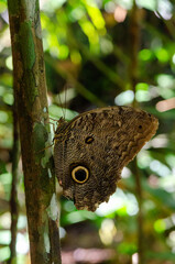 Owl Butterfly Eye Spots in Amazon Rainforest