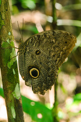 Owl Butterfly Eye Spots in Amazon Rainforest