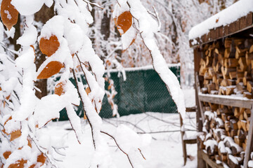 Fresh Snow on Autumn Beech Leaves, Backyard Woodpile and Fence in Winter