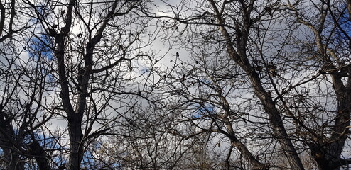 Grey sky with clouds through the dark trees  in autumn (sky background).
 