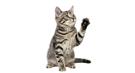 Tabby kitten sitting with one paw raised looking upwards, cutout, PNG isolated on white or transparent background
