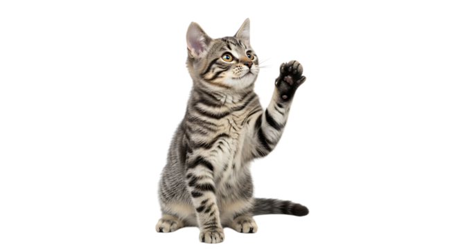 Tabby kitten sitting with one paw raised looking upwards, cutout, PNG isolated on white or transparent background