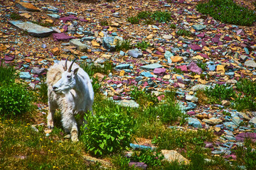 Mountain Goat on Rocky Slope with Wildflowers and Colorful Stones