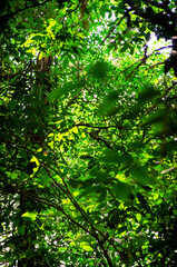 Squirrel Monkey in Amazon