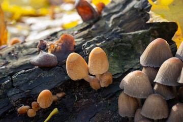 Couple of mica cap fungi on rotten sump in sunny autumn forest, Coprinellus micaceus, selective focus