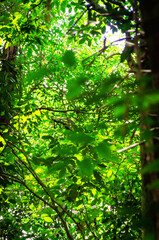 Squirrel Monkey in Amazon