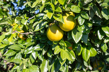 Valencia oranges growing on a citrus tree