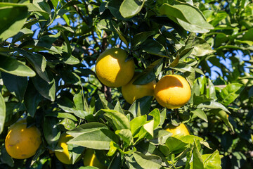 Valencia oranges ripening on citrus tree in orchard