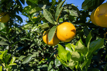 Valencia oranges growing on citrus tree in orchard