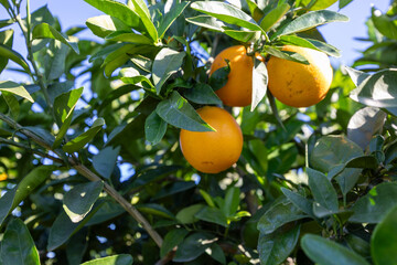 Valencia oranges growing on a branch in sunlight