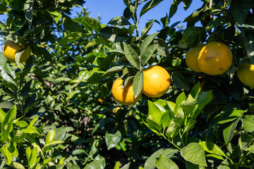 Valencia oranges growing on orange tree in orchard