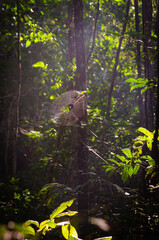 Spider Web in Amazon Rainforest