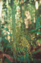 Dappled Light on Amazonian Grass Seed Heads.