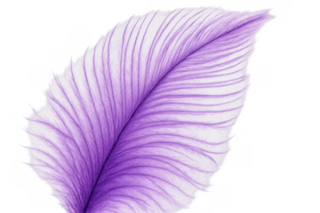 Purple feather illustration featuring delicate texture and soft lavender hues on a transparent background