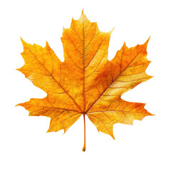 Fototapeta premium yellow Autumn maple leaf isolated on a white background, cutout