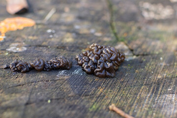 Gelatinous brain-like mushroom on old stump, Exidia fungi, selective focus