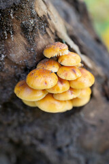 Flammulina velutipes family on tree, yellow mushrooms, velvet stem, velvet shank, wild enoki, selective focus