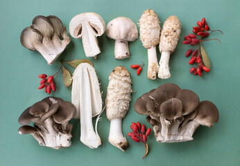 Edible mushrooms and red barberry berries on green background, shaggy ink cap, shaggy mane, agaricus, pleurotus ostreatus, oyster mushroom
