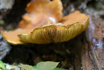 Hymenophore of large mature orange mushroom Gymnopilus junonius, spectacular rustgill fungus, selective focus