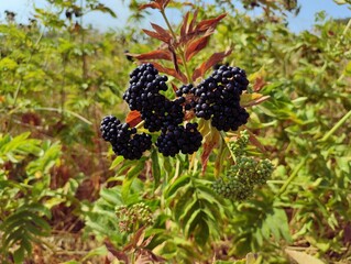  Sambucus ebulus danewort dane weed close up photo image high quality 8k resolution background backdrop wallpaper perfect for campaigns