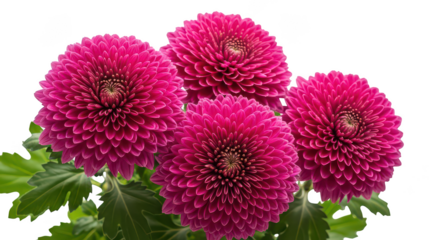 Vibrant Pink Chrysanthemum Flowers With Green Leaves On Black