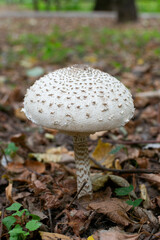 Large white Parasol mushroom Macrolepiota procera in fallen leaves