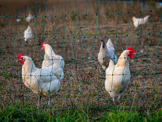 Frei laufende H&uuml;hner in einem Gehege auf einem Feld